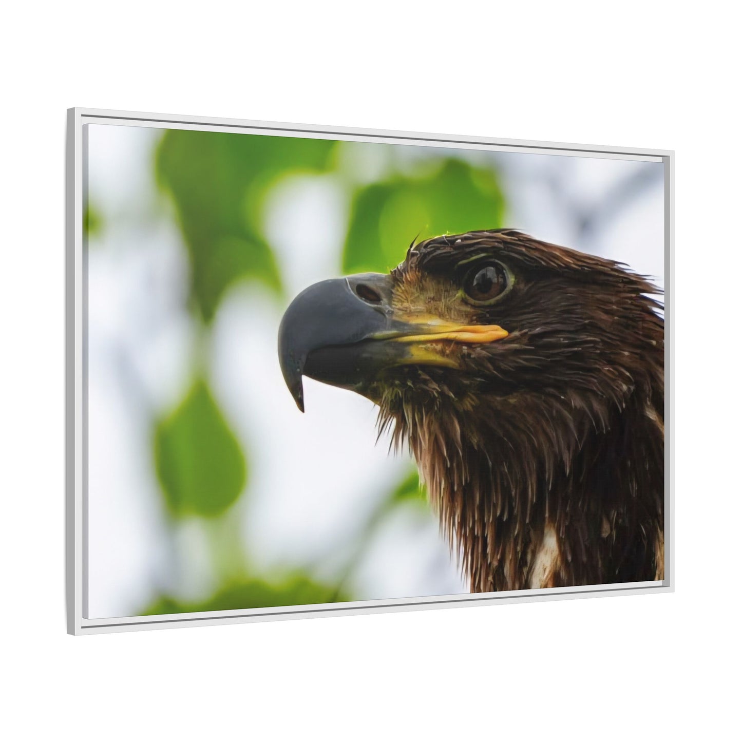 Alaskan Juvenile Eagle