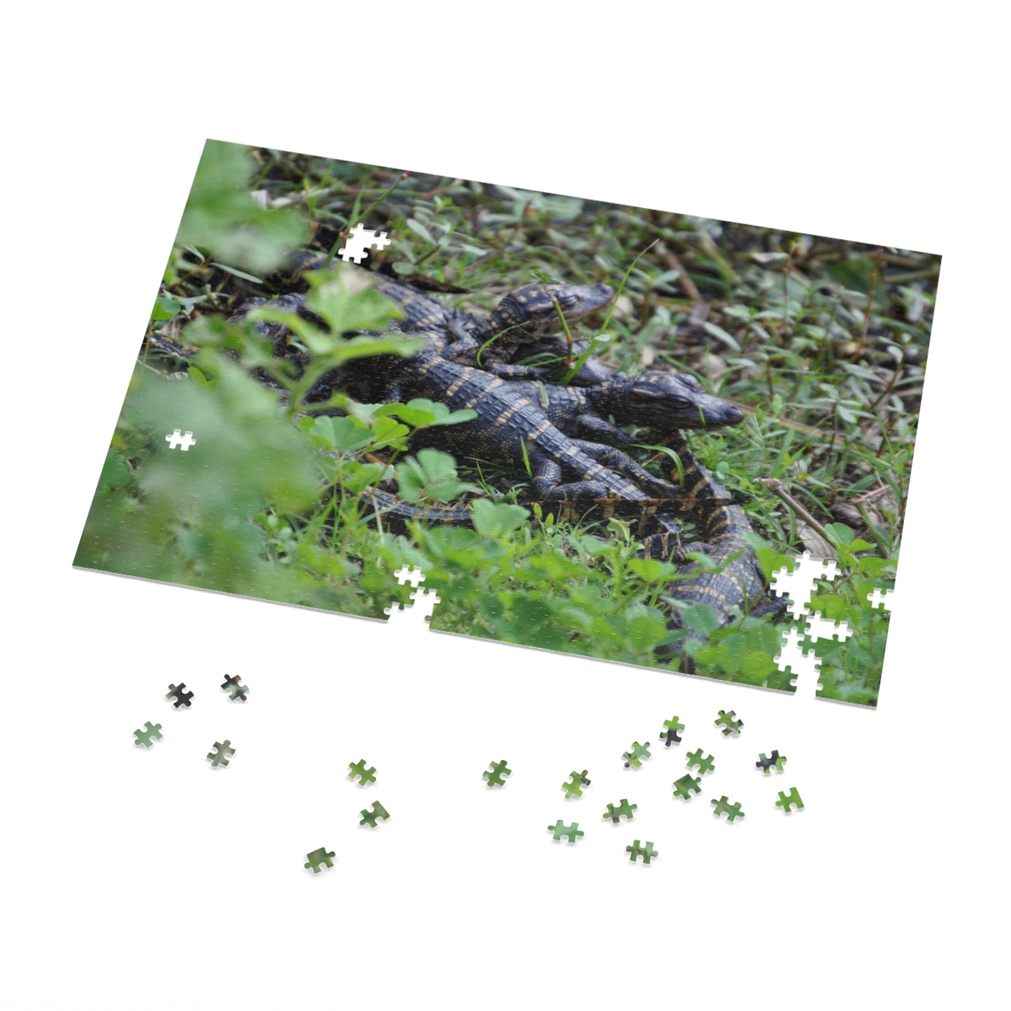 Get Snappy with Our Baby Alligator Puzzle!, Jigsaw Puzzle with Tin