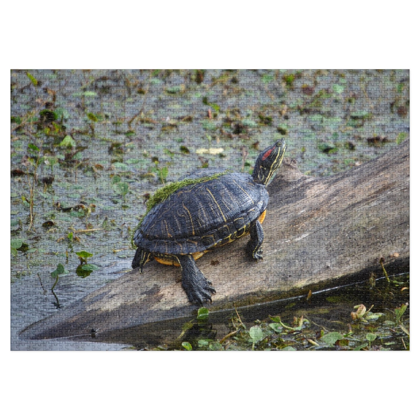 Shell-ebrate Sunbathing!, Jigsaw Puzzle with Tin