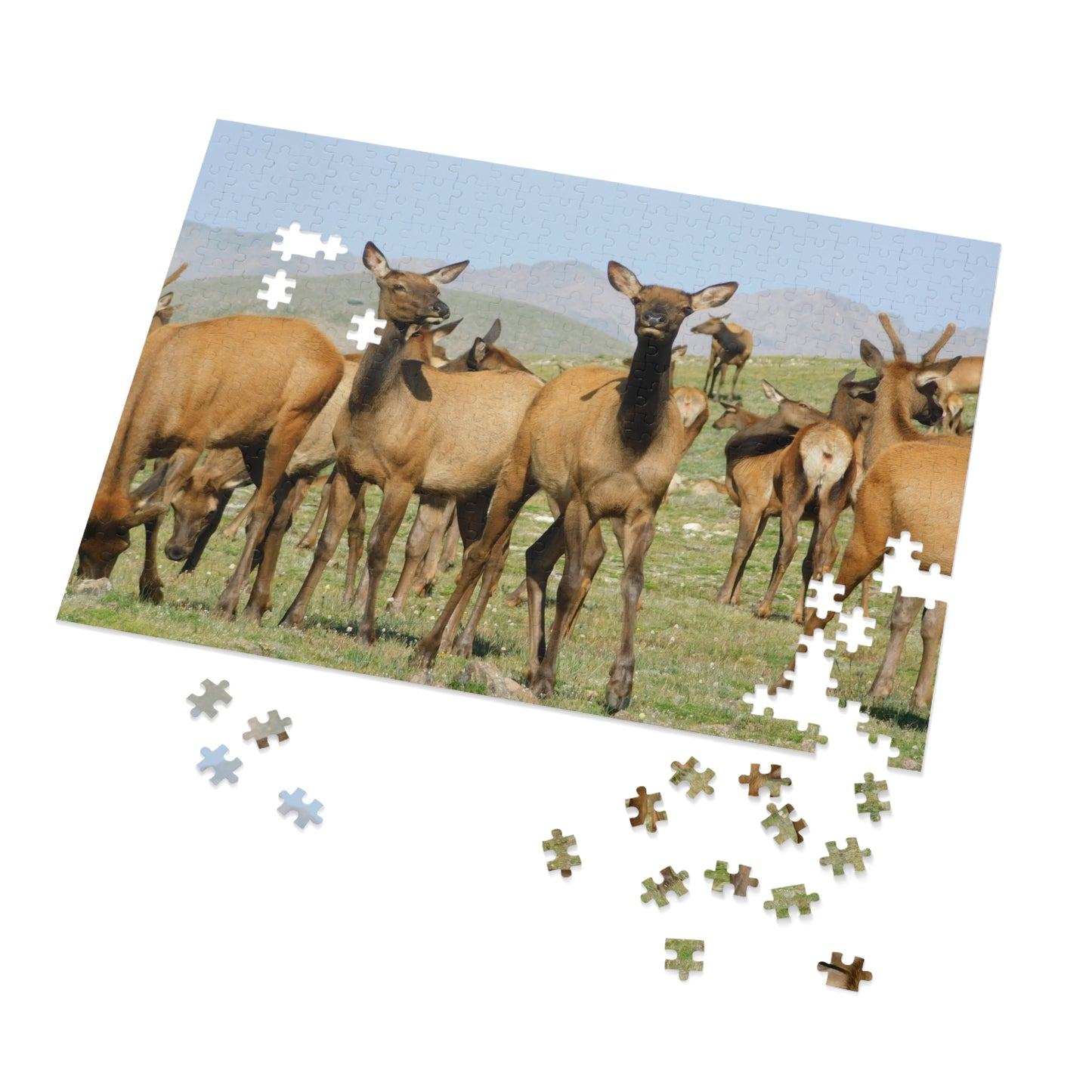 Elk-straordinary Challenge, Jigsaw Puzzle, Rocky Mountain Elk Herd