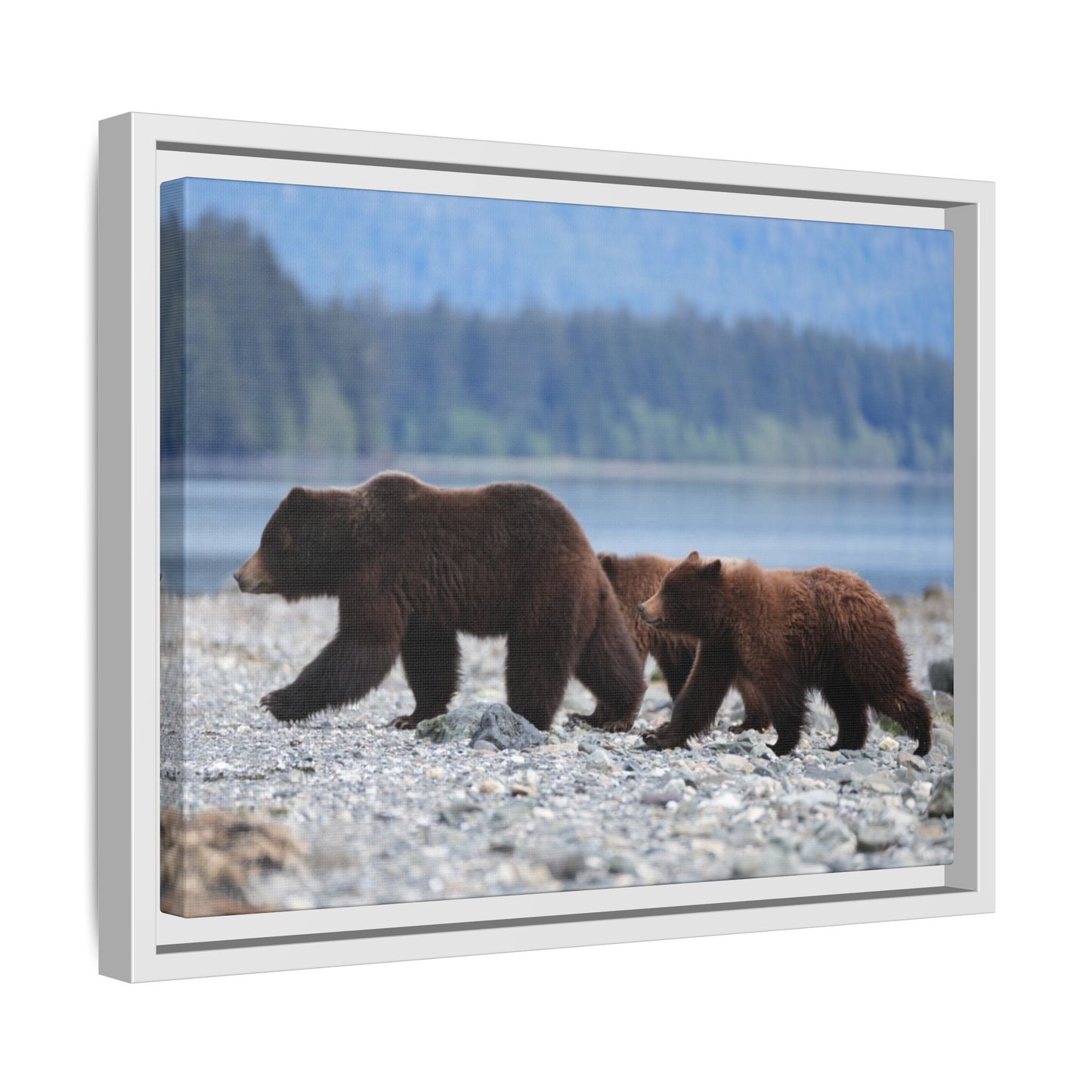 Mother Grizzly Bear & Cubs