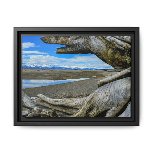 Driftwood on Eagle Beach